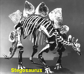stegosaurusstenops.jpg (29305 bytes)
