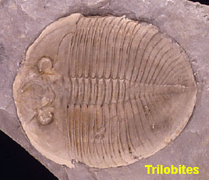 trilobites.jpg (28390 bytes)